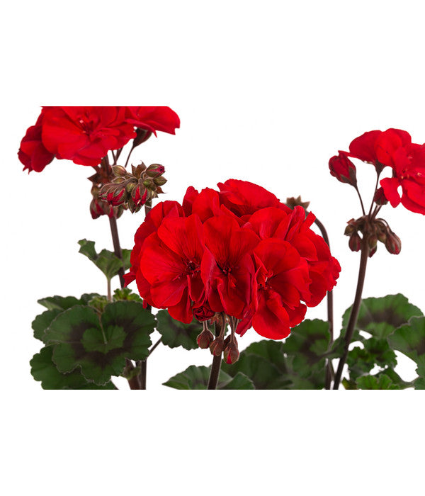  Stehende Geranie 'Tumbao®'