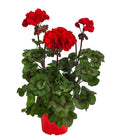  Stehende Geranie 'Tumbao®'