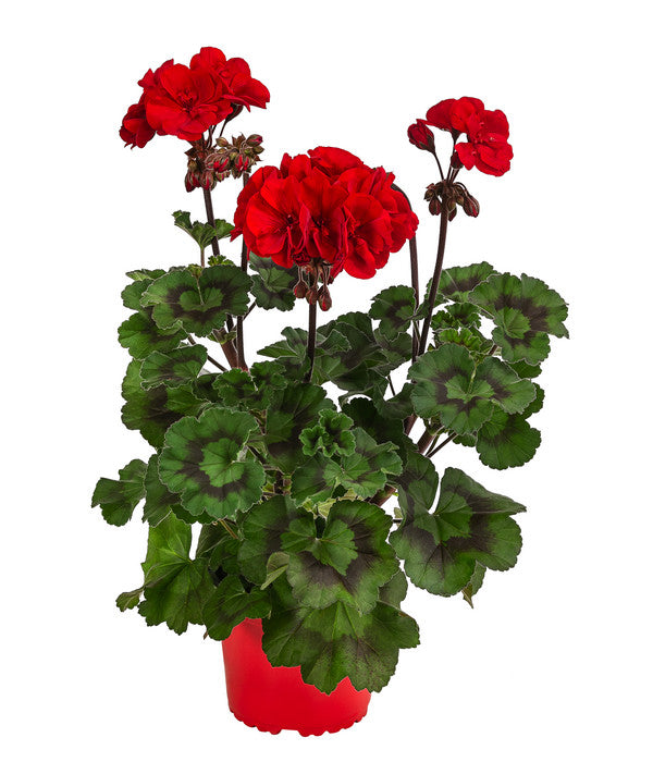  Stehende Geranie 'Tumbao®'