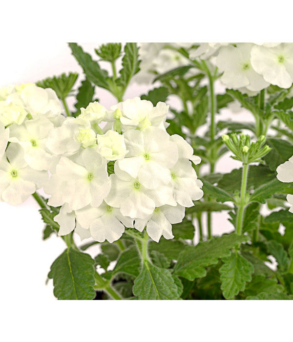  Eisenkraut, Verschiedene Farben