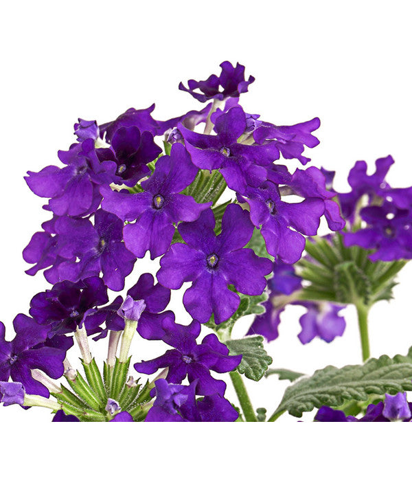  Eisenkraut, Verschiedene Farben