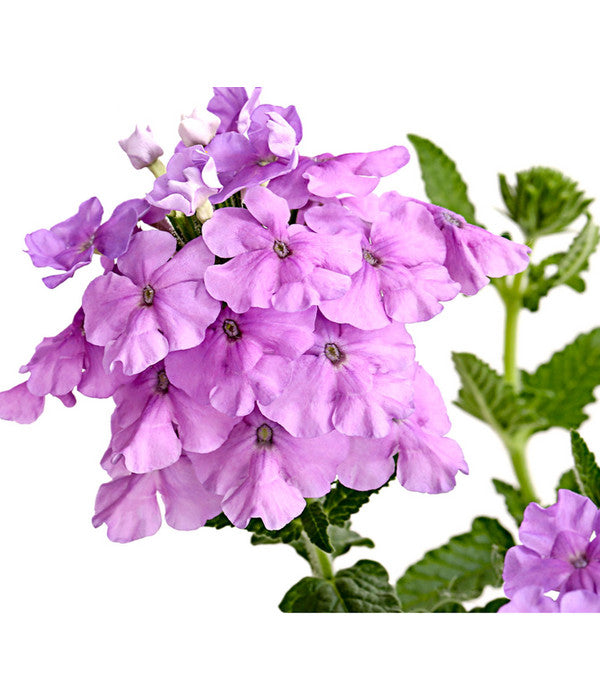  Eisenkraut, Verschiedene Farben