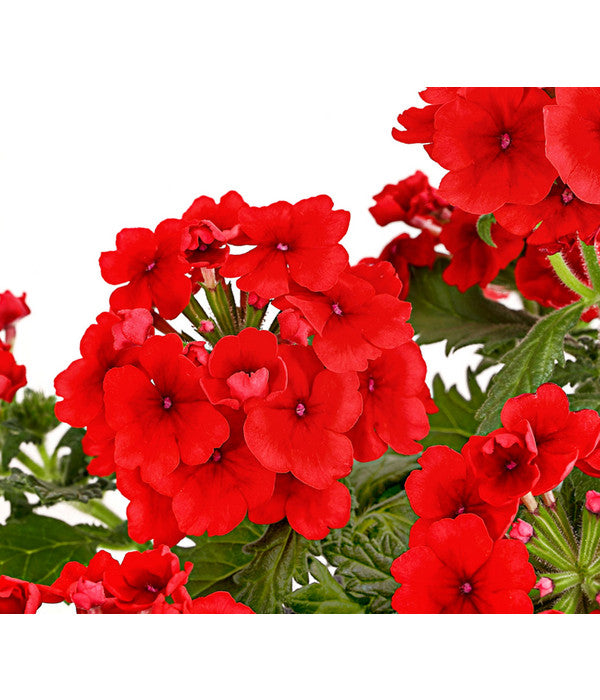  Eisenkraut, Verschiedene Farben