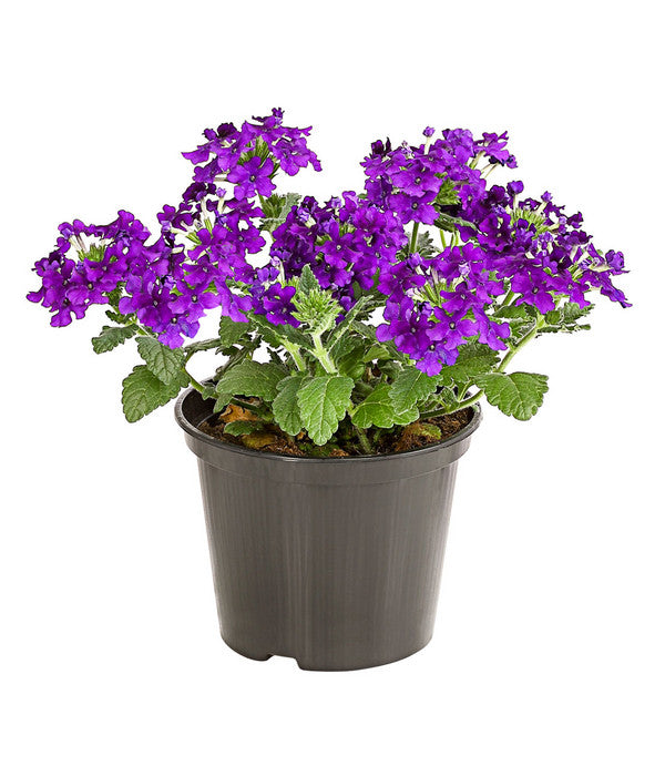  Eisenkraut, Verschiedene Farben