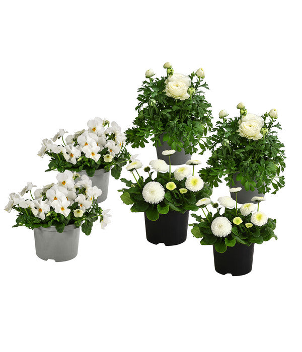  Beet- & Balkonpflanzen-Set Weißer Frühling, 6-teilig