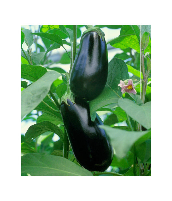  Dehner Gourmet Garten Aubergine, Veredelt