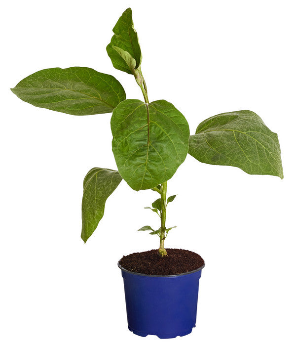  Dehner Gourmet Garten Aubergine, Veredelt