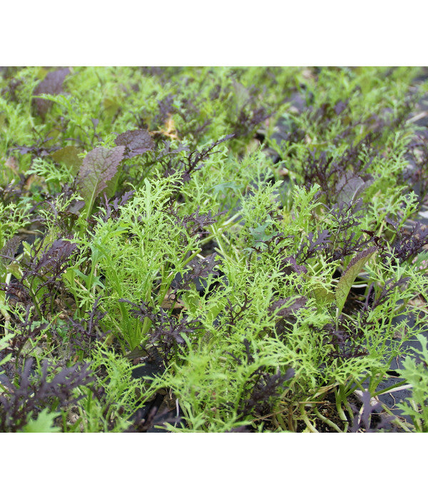  Bio Asia Wildkräuter Im Pottburri®-Topf