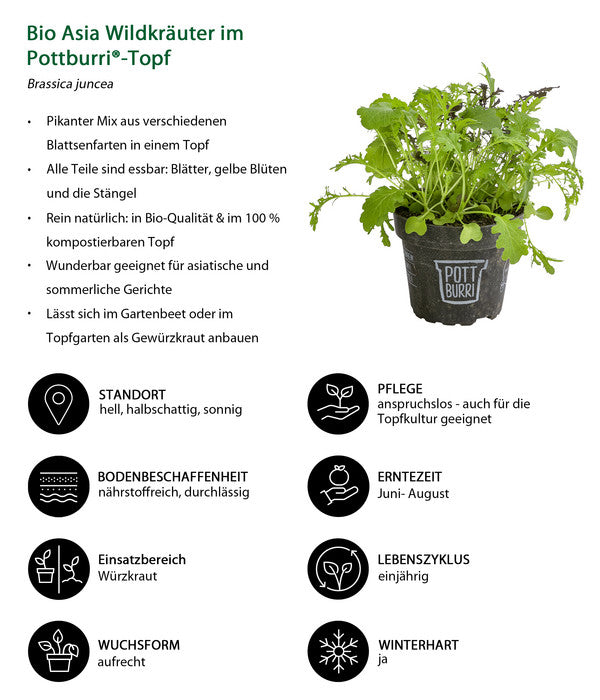  Bio Asia Wildkräuter Im Pottburri®-Topf