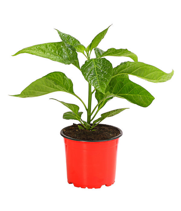  Chili 'Scotch Bonnet'