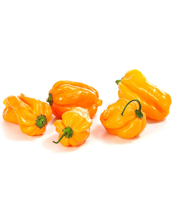  Chili 'Scotch Bonnet'