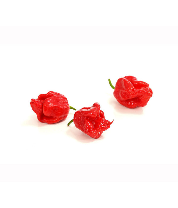  Chili 'Carolina Reaper'
