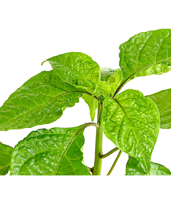 Chili 'Carolina Reaper'