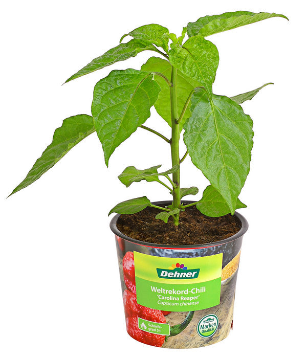  Chili 'Carolina Reaper'