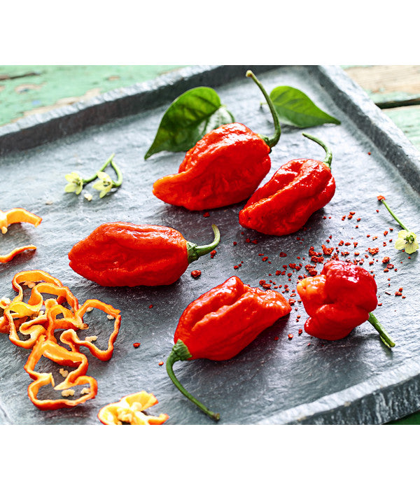  Chili 'Carolina Reaper'