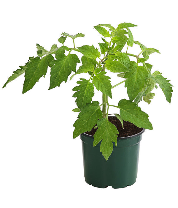  Bioland Eiertomate
