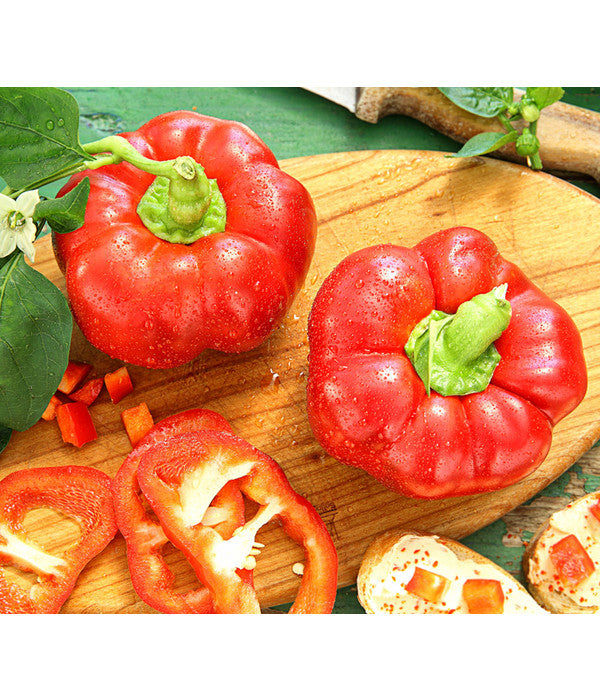  Dehner Gourmet Garten Tomatenpaprika