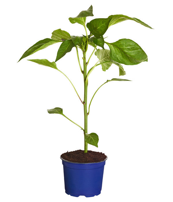  Dehner Gourmet Garten Tomatenpaprika
