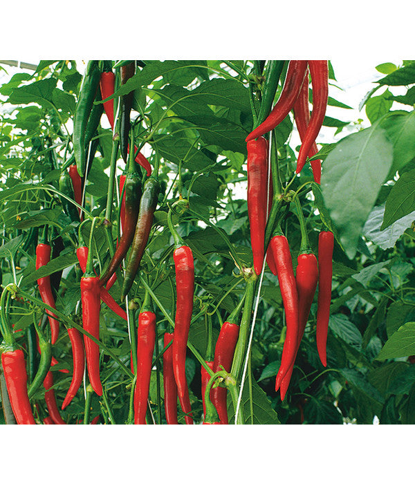  Rote Peperoni, Scharf