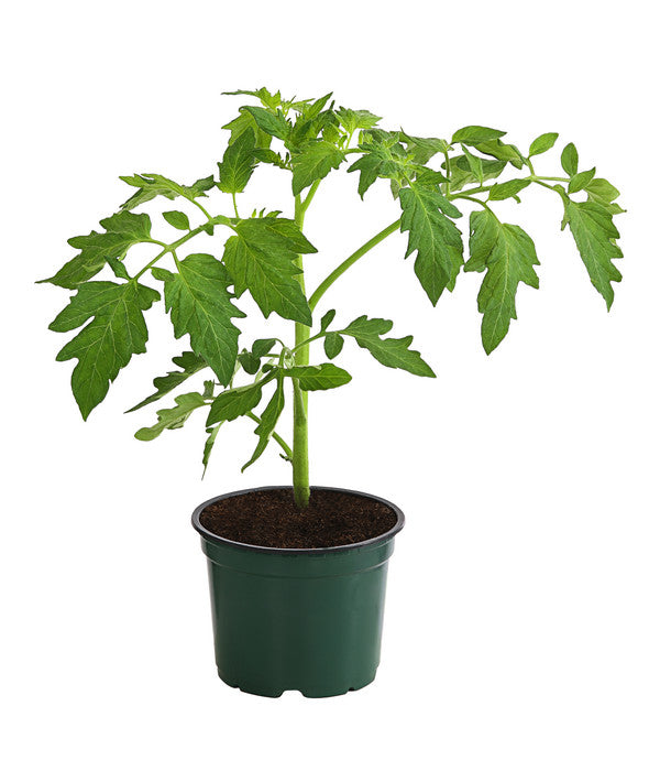  Bioland Buschtomate