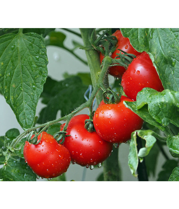  Bioland Buschtomate