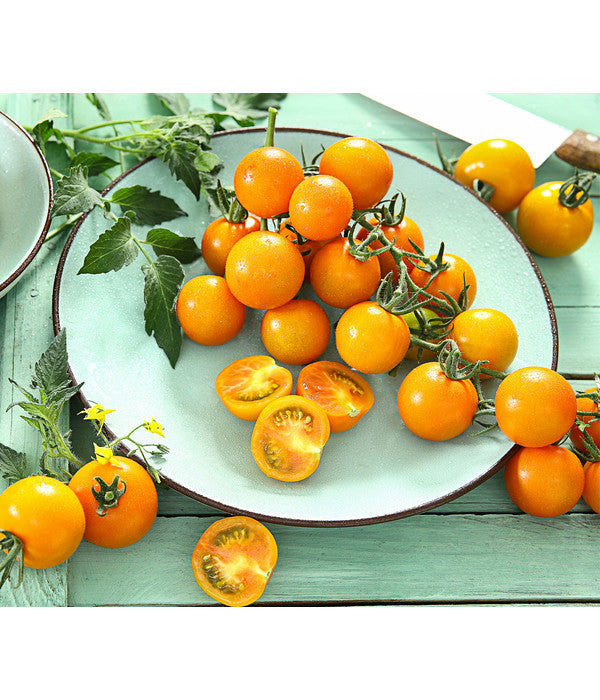 Cherrytomate 'Sungold'