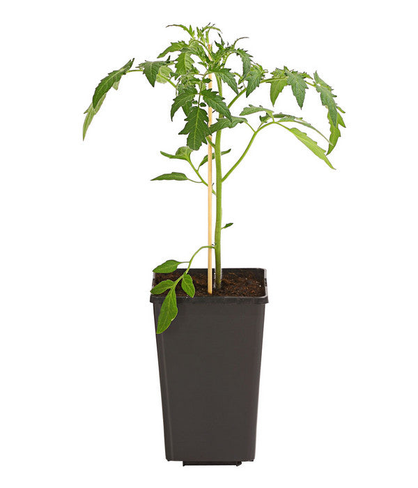  Ochsenherztomate 'Fleurette'