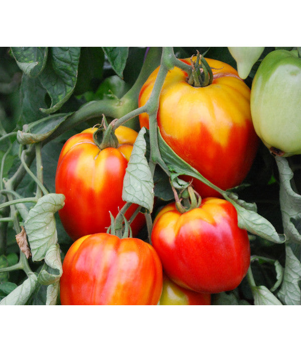  Ochsenherztomate 'Fleurette'