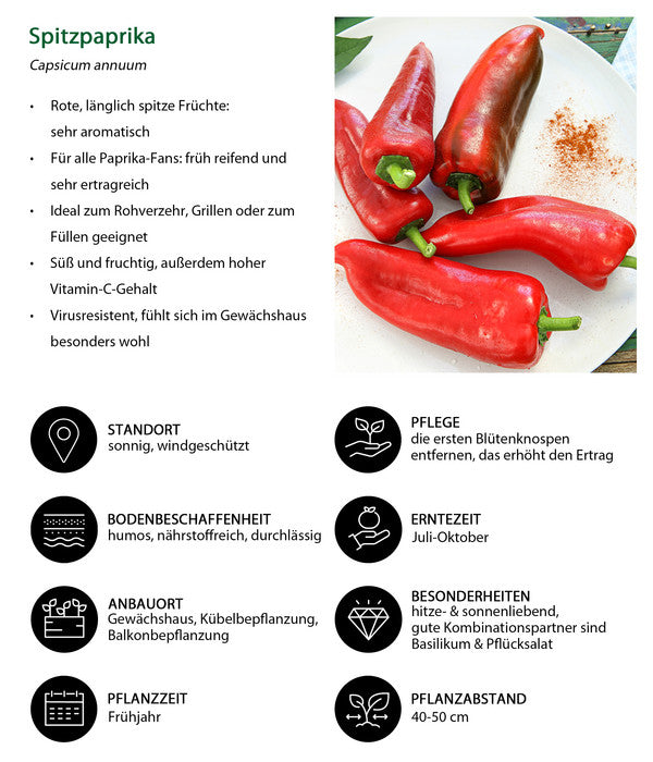  Spitzpaprika, Rot