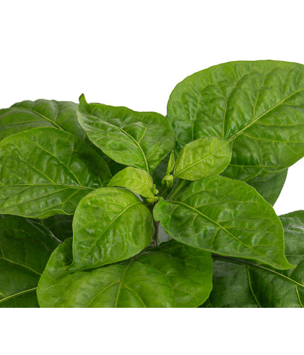  Chili 'Habanero', Orange