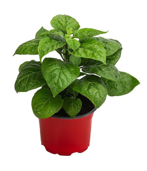  Chili 'Habanero', Orange