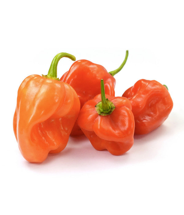  Chili 'Habanero', Orange