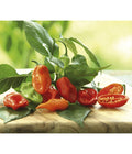  Chili 'Habanero', Orange