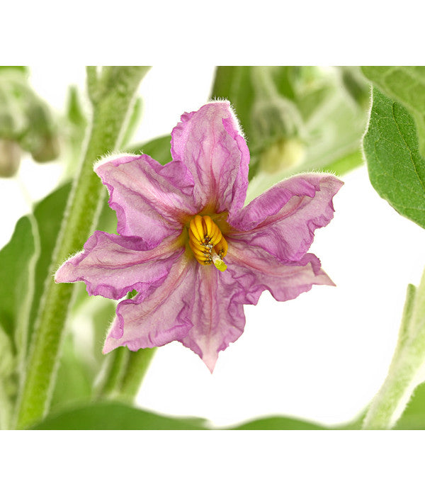  Pick-&-Joy® Aubergine Mit Früchten