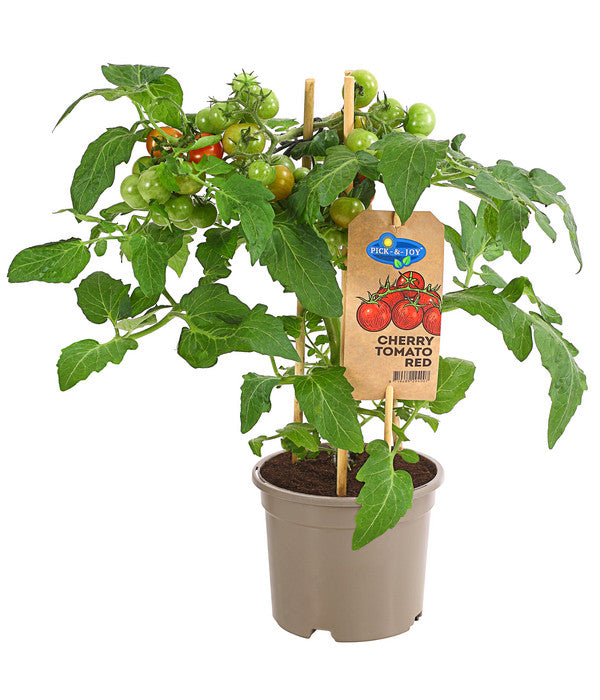  Pick-a-Tom® Cocktailtomate Mit Früchten, Rot