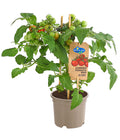  Pick-a-Tom® Cocktailtomate Mit Früchten, Rot