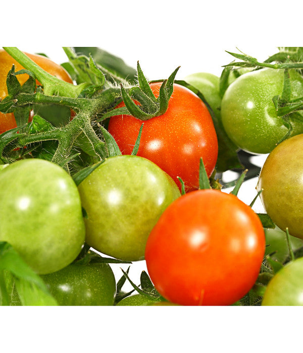  Pick-a-Tom® Cocktailtomate Mit Früchten, Rot