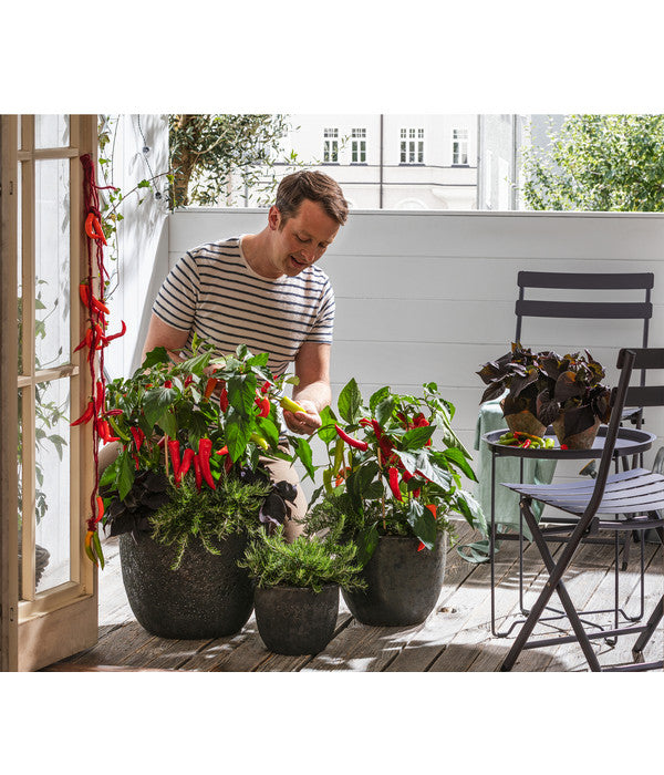  Dehner Gourmet Garten Hänge-Rosmarin