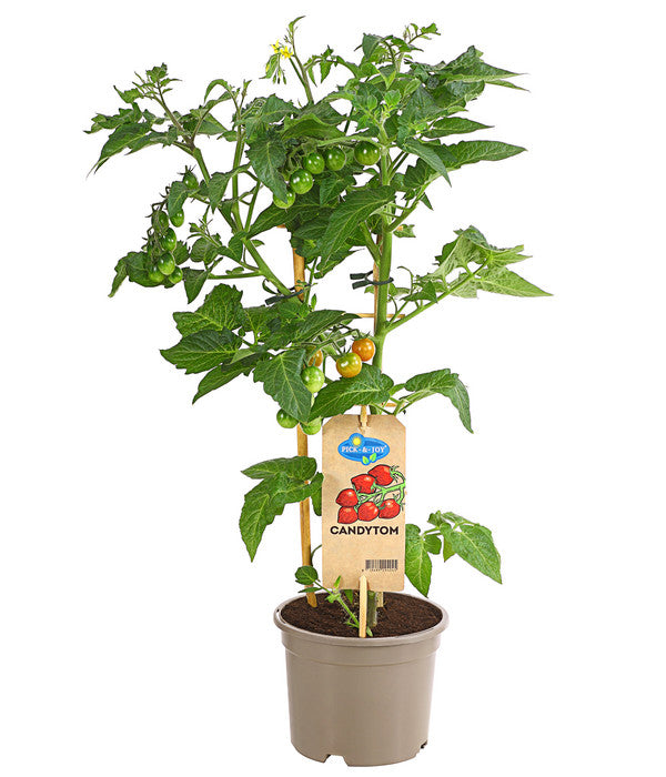  Pick-a-Tom® Cocktailtomate 'Candy' Mit Früchten