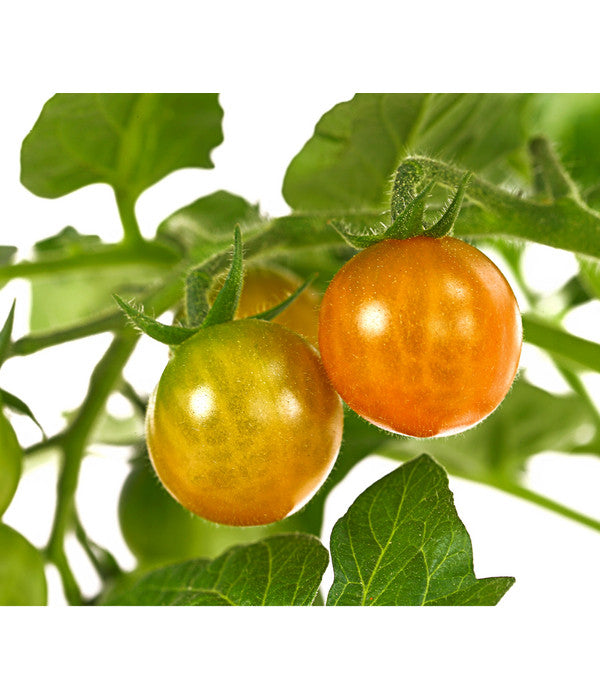  Pick-a-Tom® Cocktailtomate 'Candy' Mit Früchten