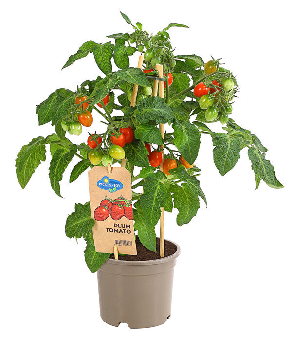  Pick-a-Tom® Pflaumentomate Mit Früchten