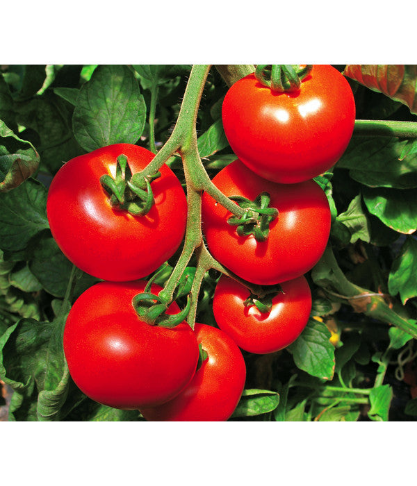  Tomate 'Previa'