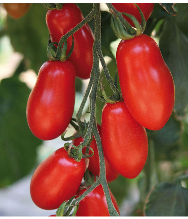  Mini San-Marzano Tomate 'Trilly'