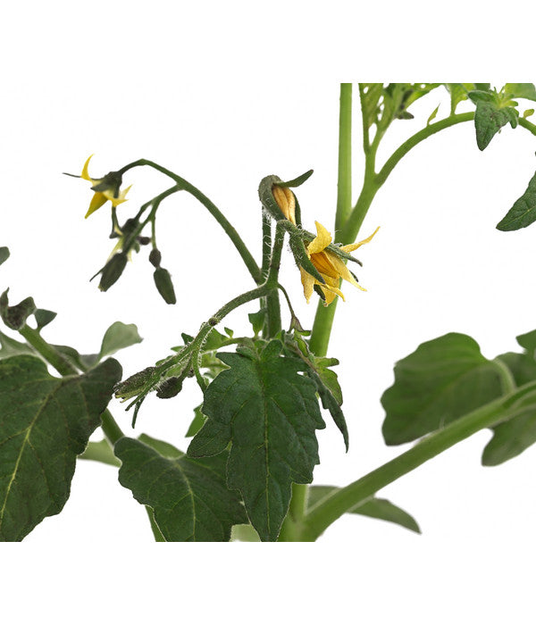  Tomate 'Garance'