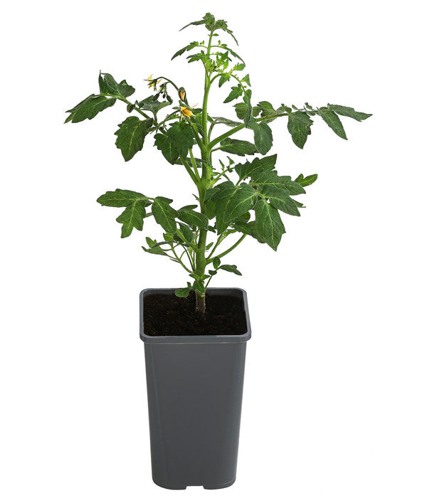  Tomate 'Garance'