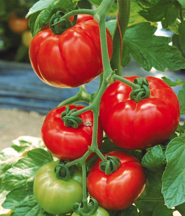  Tomate 'Garance'