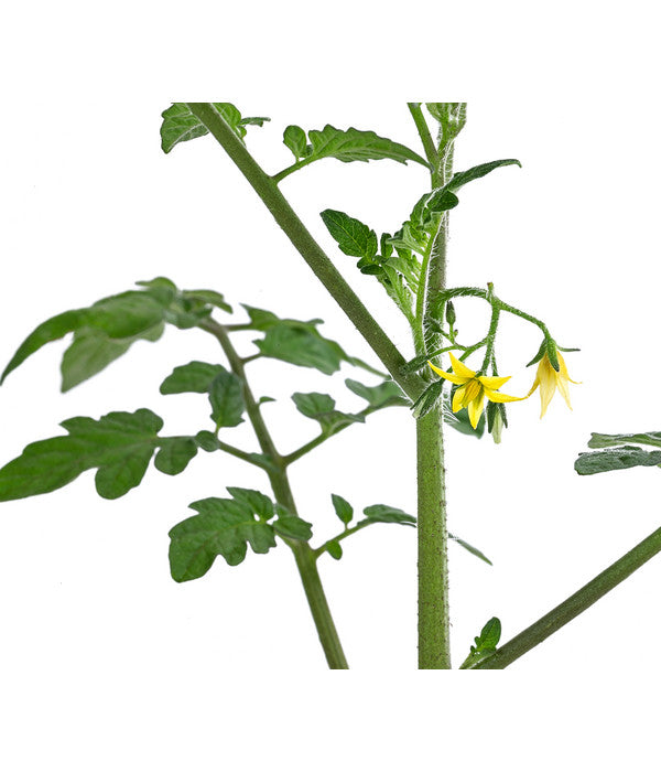 Cherrytomate 'Pepe'