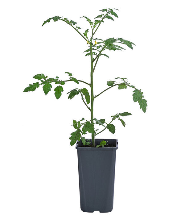  Cherrytomate 'Pepe'