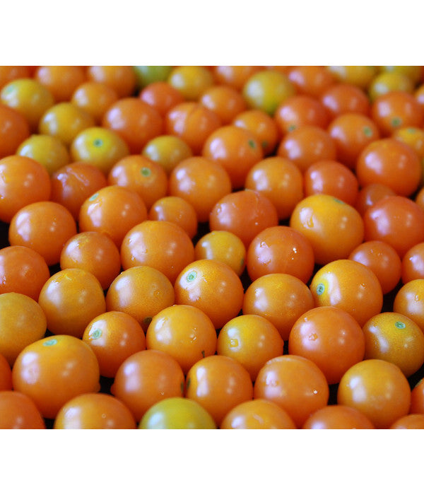  Cherrytomate 'Sungold'
