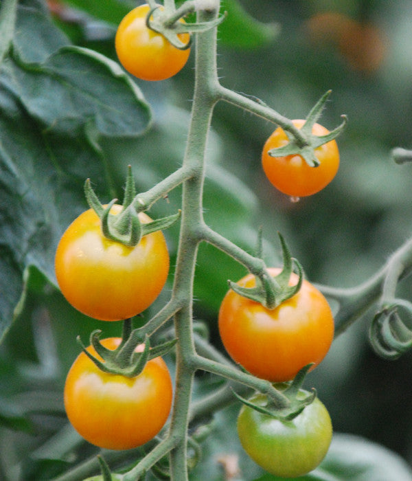  Cherrytomate 'Sungold'